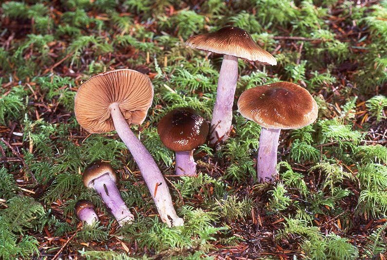 Cortinarius vanduzerensis group
